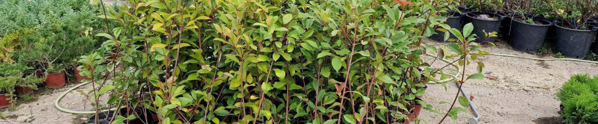 Cveće (perene trajnice)