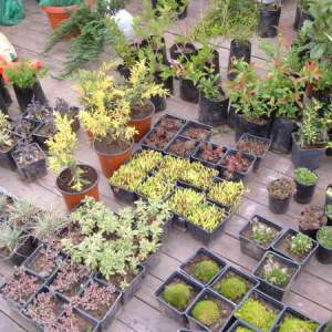 Cveće (perene trajnice)