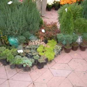 Cveće (perene trajnice)