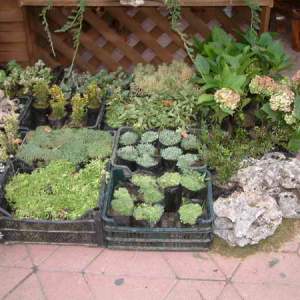 Cveće (perene trajnice)